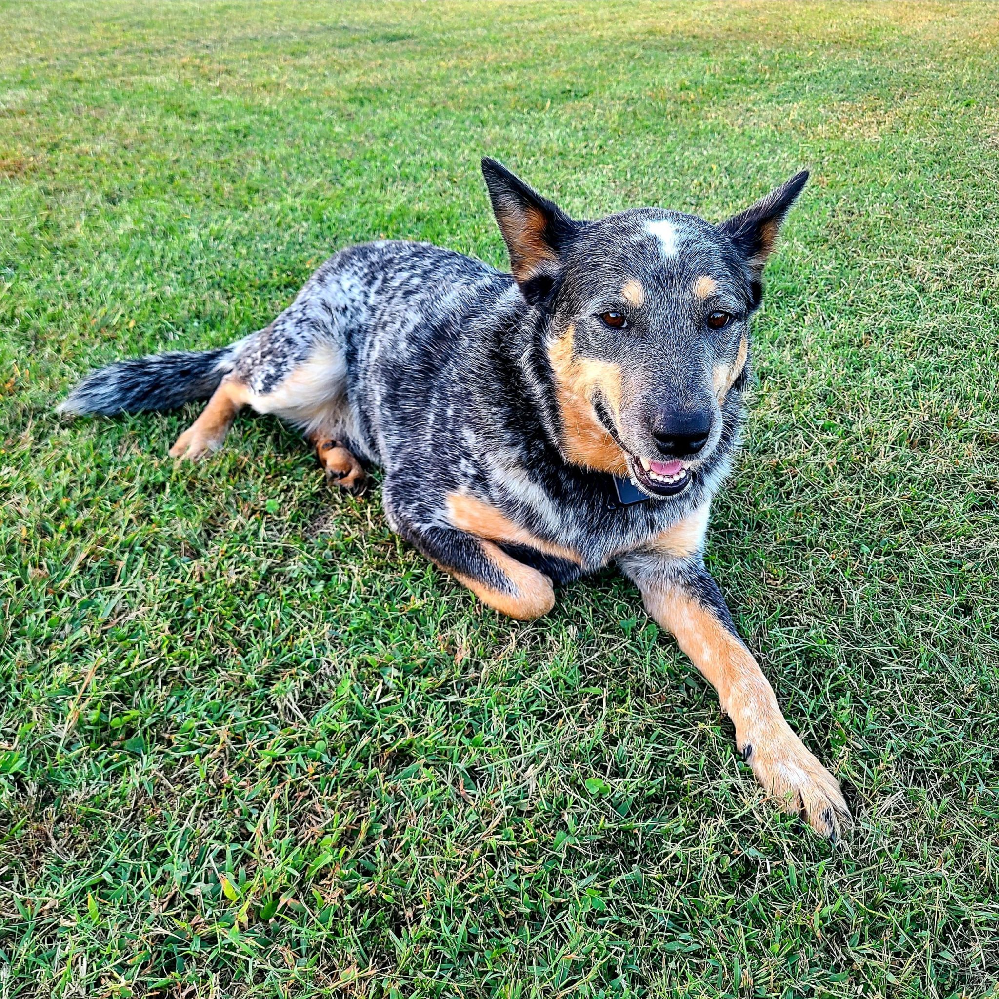 Jack - Blue Heeler
