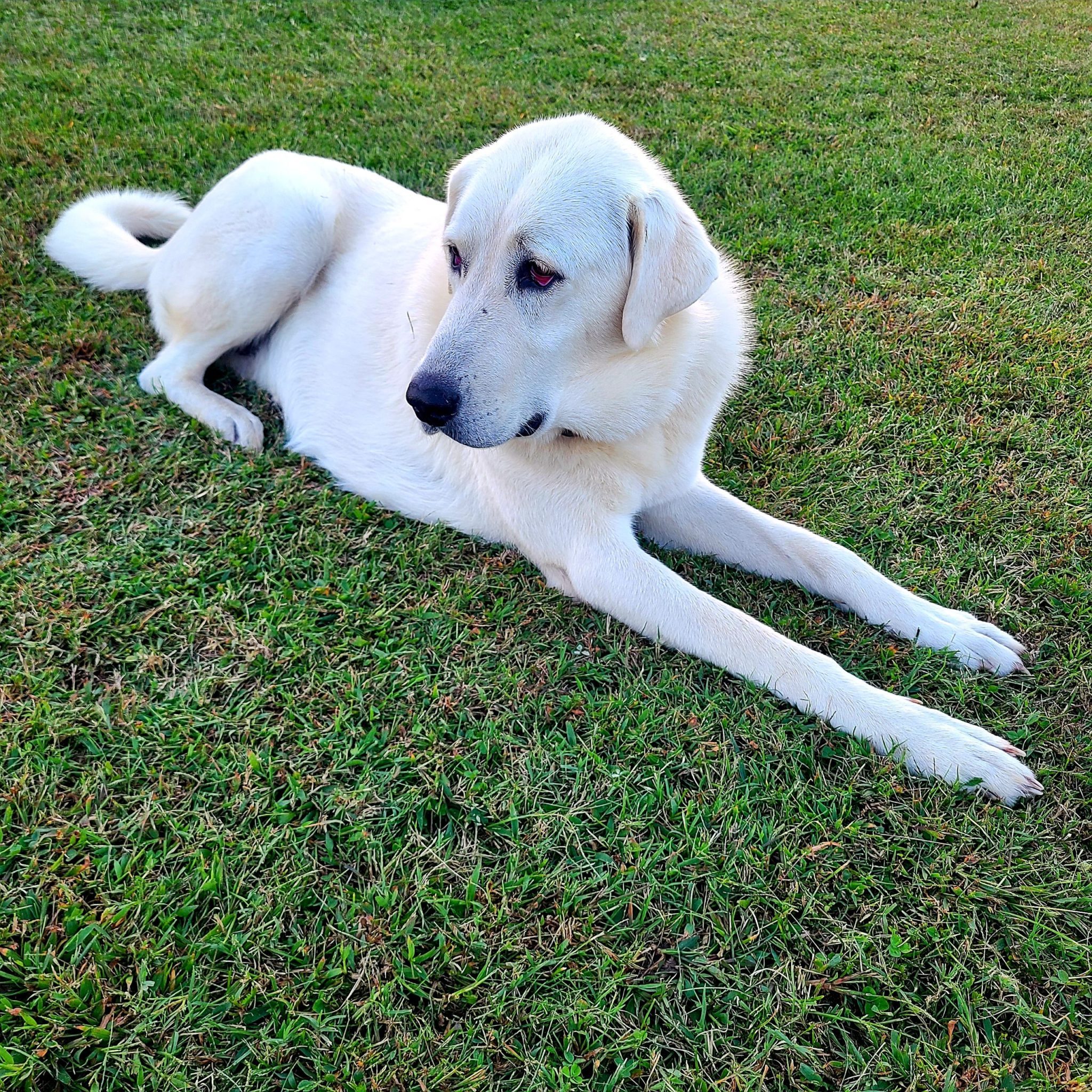 Zara - Anatolian/Akbash/Great Pyrenees livestock guard dog