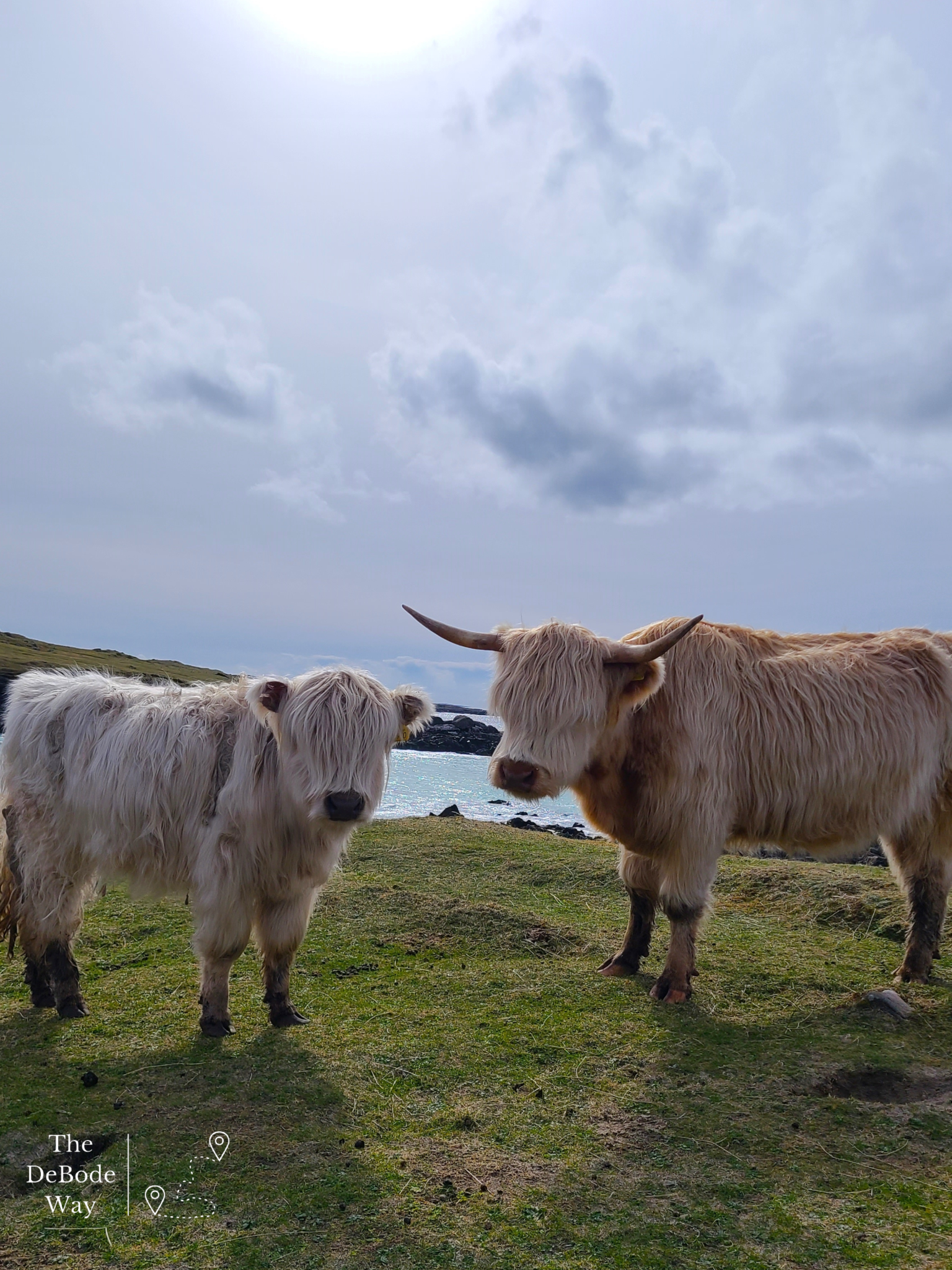 Mother and baby white highland cows with sea in background