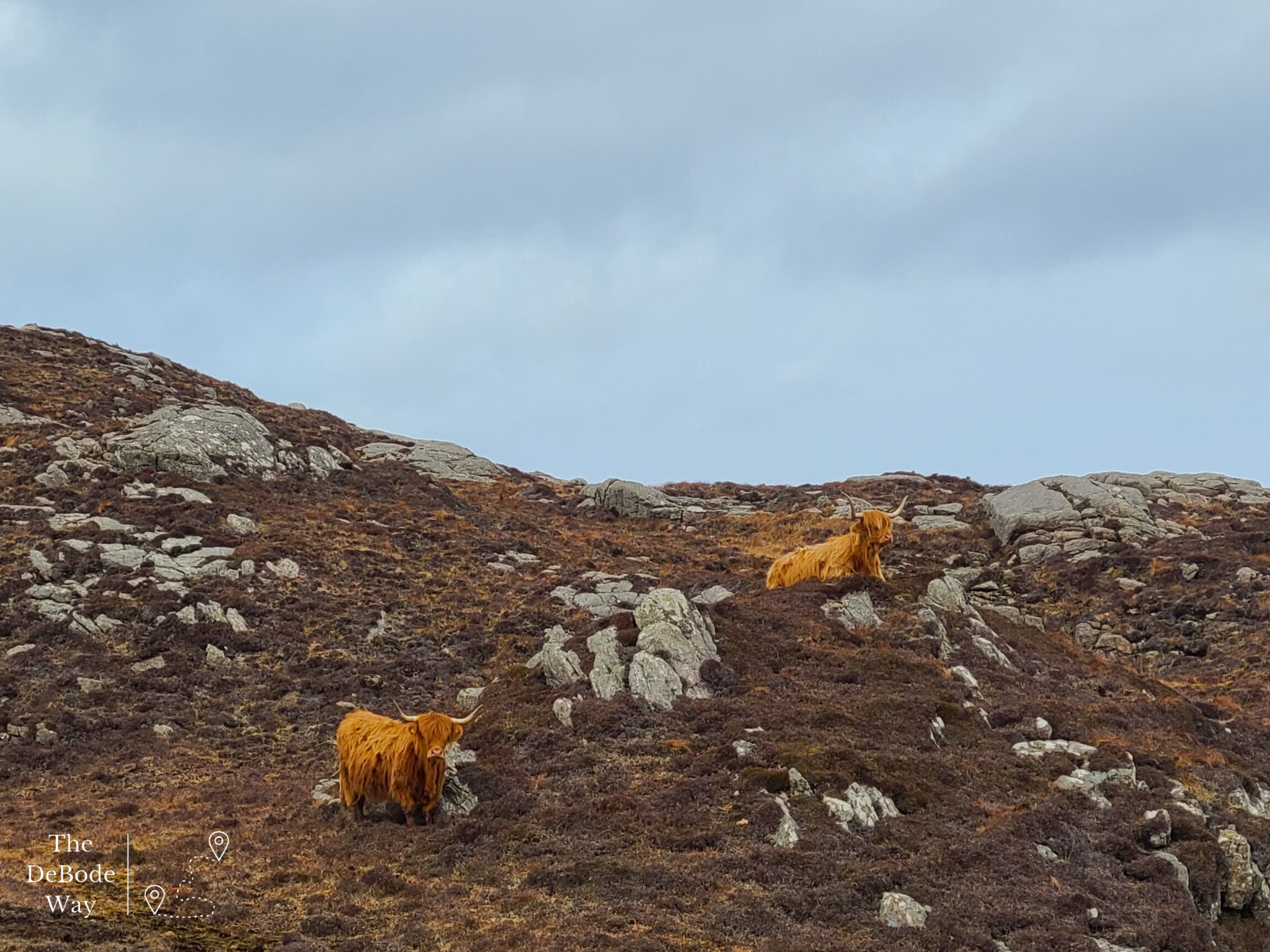 Red Highland cows on a rocky moor hill