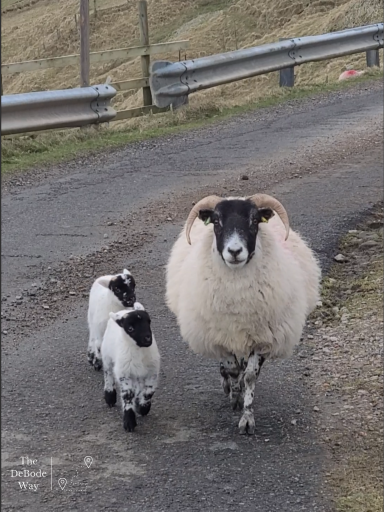 Ewe and her two tiny lambs walking up a paved road