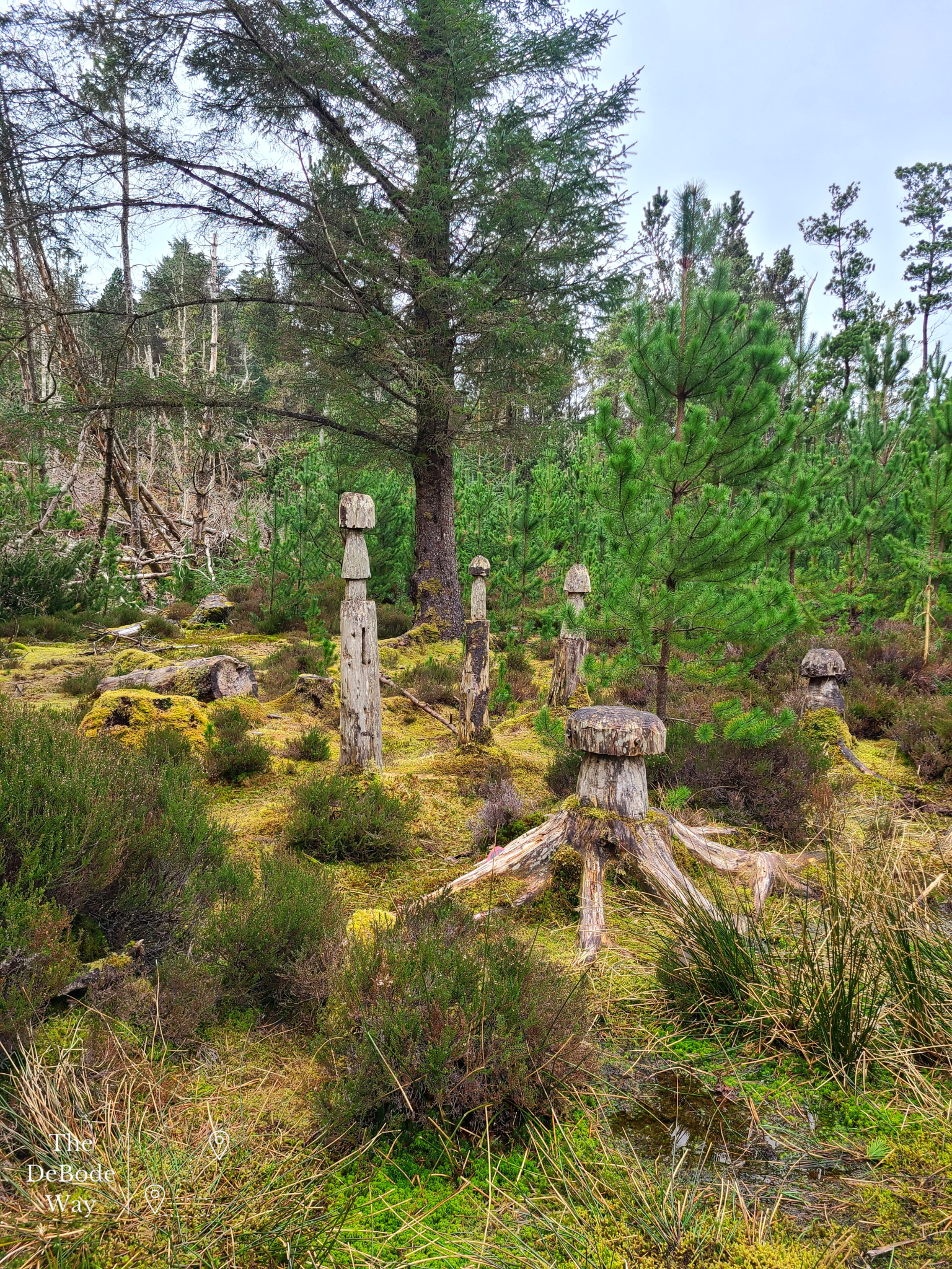 Mushrooms cut into falled tree stumps