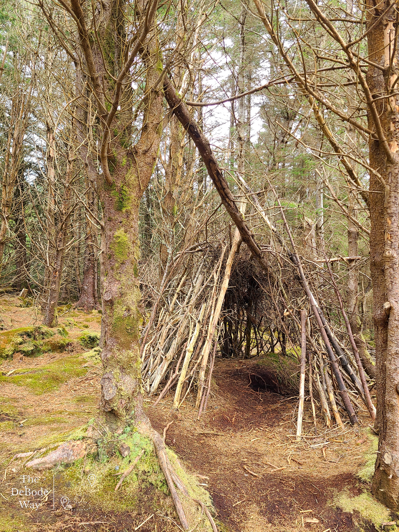 Tree limb shelter in Langass Wood