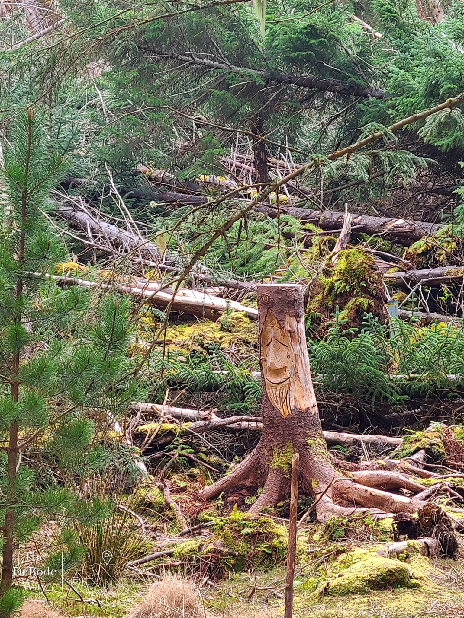 Gnome carved into tree stump in Langass Wood