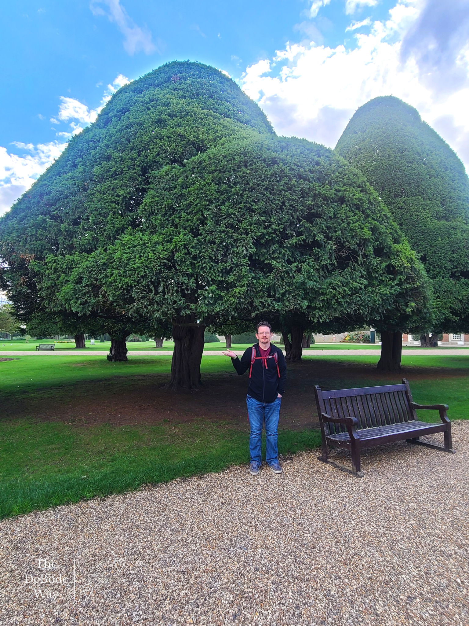 Umbrella shaped Yew trees at Hampton Court Fountain Garden