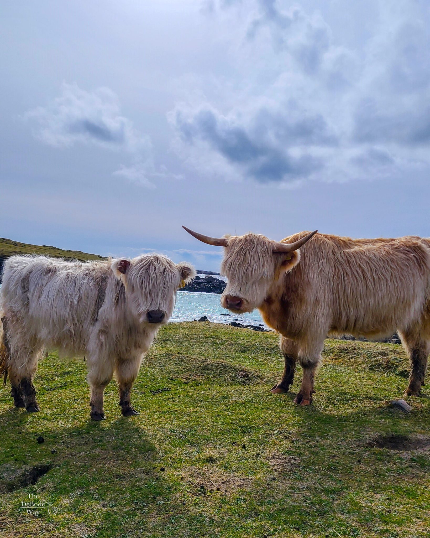 White Highland Coo Mother Daughter pair