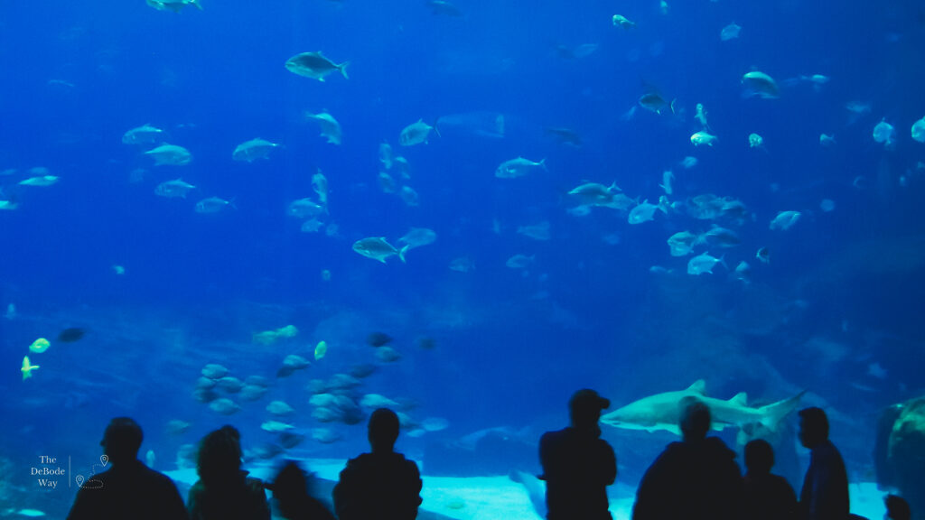 Crowd watching fish in aquarium