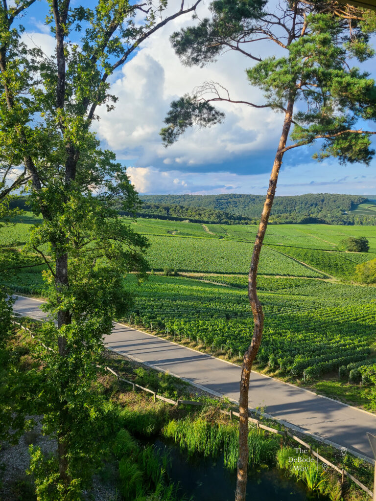 Evening vineyard view from our hotel room