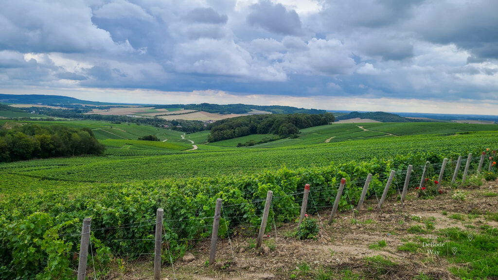 Champagne vineyards in France with an overcast sky
