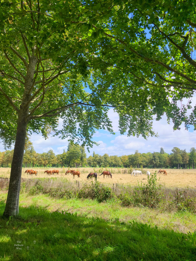 Horses in the pasture outside the Trianon complex at the Palace of Versailles