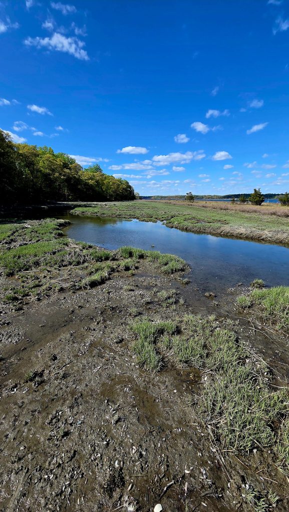 Tons of oysters in the marshes along Oyster Bay at Sagamore Hill
