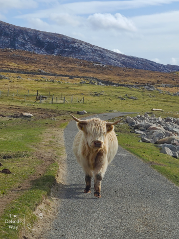 White highland cow on paved road with mountain behind